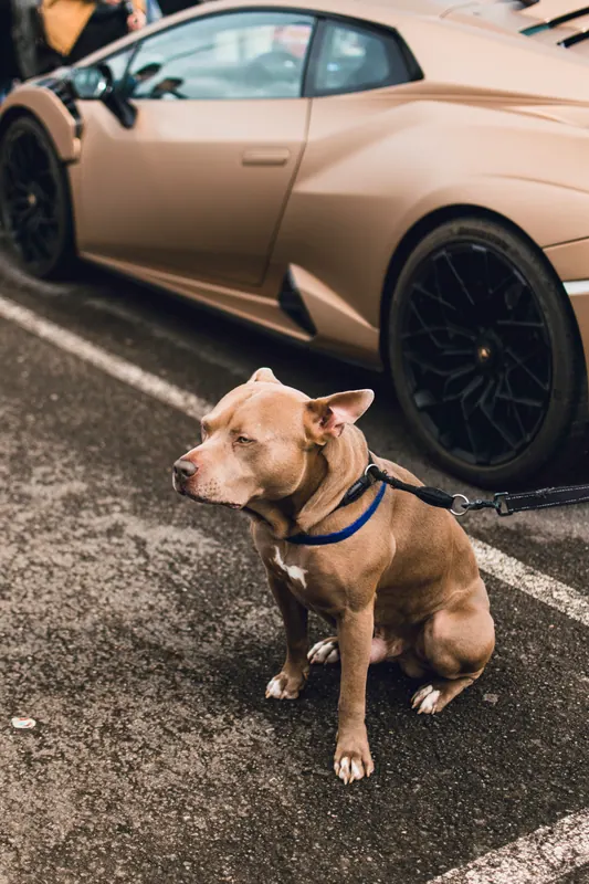 A dog beside one of the cars